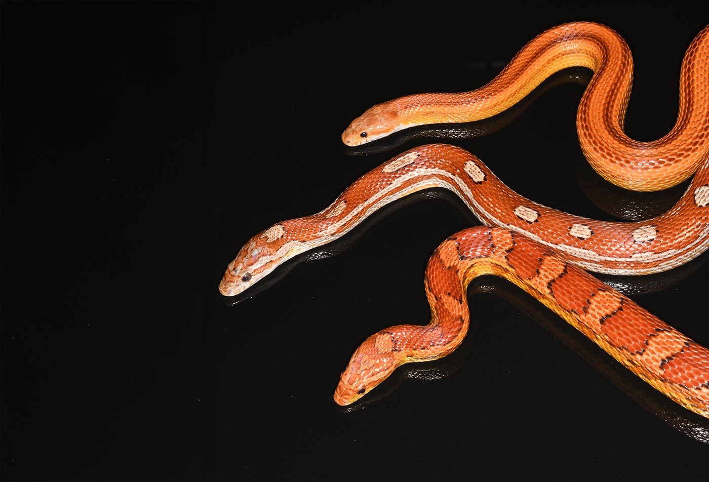 The Hidden Code That Turns Corn Snakes Into Living Works Of Art The Hidden Code That Turns Corn Snakes Into Living Works Of Art