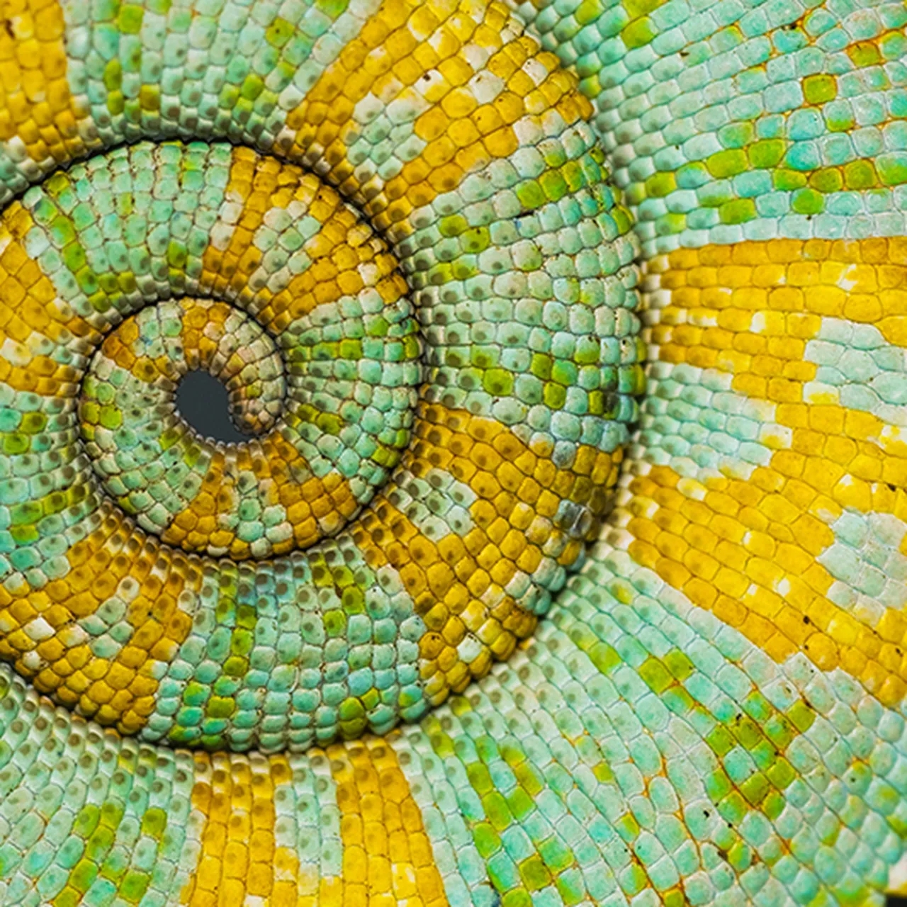 The Science Behind Nature s Patterns The Science Behind Nature s Patterns