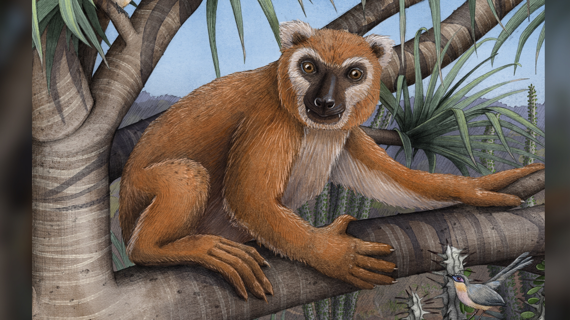 This Giant Leaf eating Lemur Was The Size Of A Human And Had Paws Like A Koala Live Science This Giant Leaf eating Lemur Was The Size Of A Human And Had Paws Like A Koala Live Science
