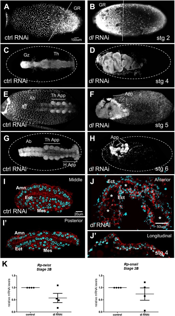 Toll Signals Regulate Dorsal ventral Patterning And Anterior posterior Placement Of The Embryo In The Hemipteran Rhodnius Prolixus EvoDevo Full Text Toll Signals Regulate Dorsal ventral Patterning And Anterior posterior Placement Of The Embryo In The Hemipteran Rhodnius Prolixus EvoDevo Full Text