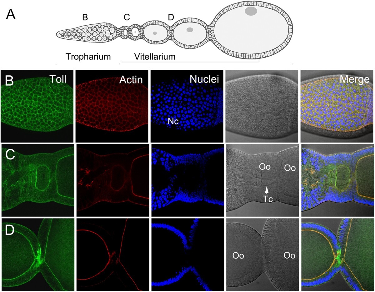 drosophila anterior/posterior patterning worksheet drosophila anterior/posterior patterning worksheet