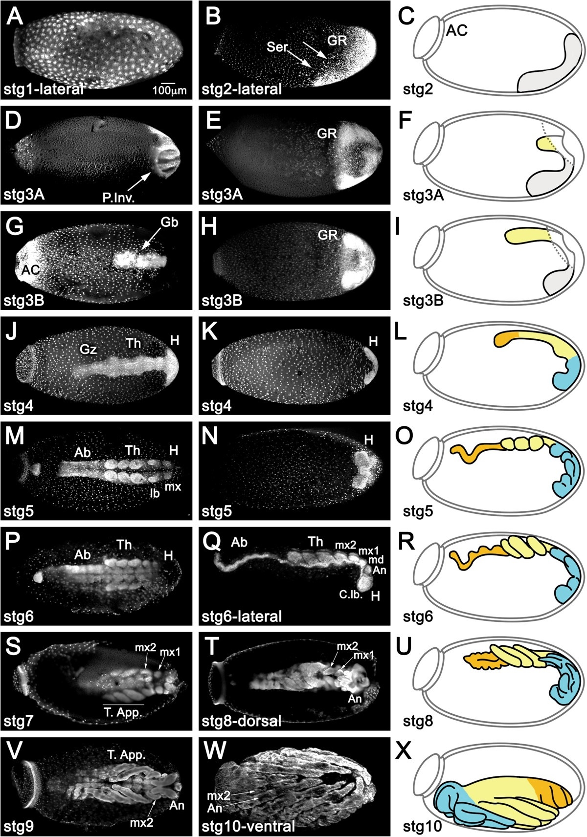 Toll Signals Regulate Dorsal ventral Patterning And Anterior posterior Placement Of The Embryo In The Hemipteran Rhodnius Prolixus EvoDevo Full Text Toll Signals Regulate Dorsal ventral Patterning And Anterior posterior Placement Of The Embryo In The Hemipteran Rhodnius Prolixus EvoDevo Full Text