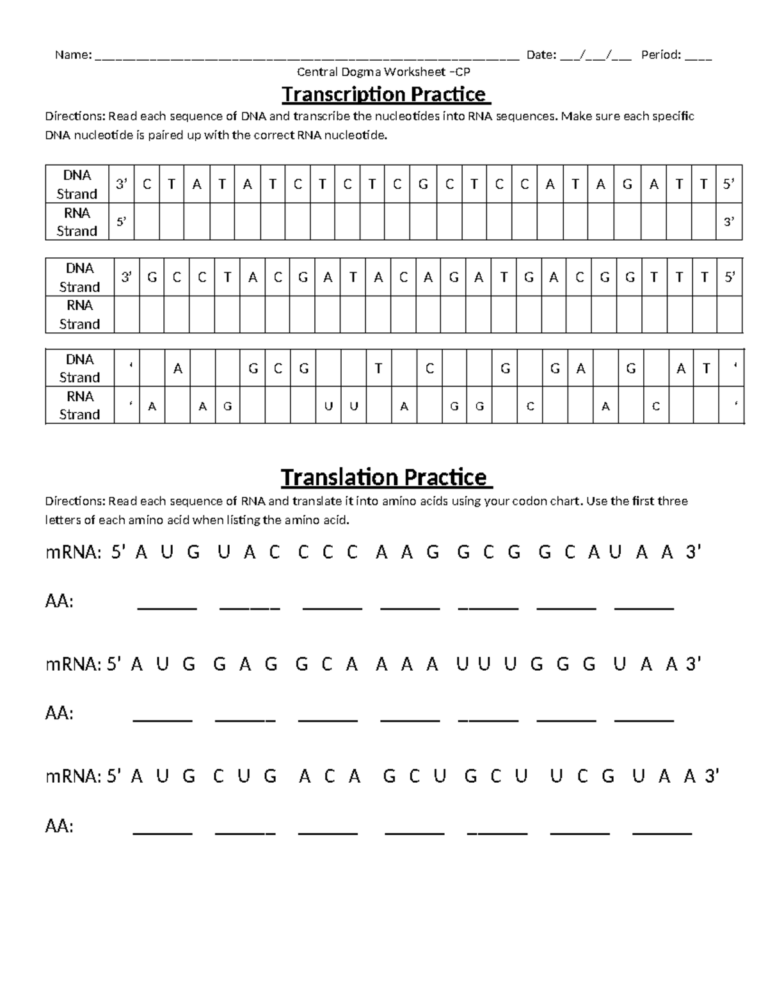 Transcription And Translation Worksheet CP Studocu