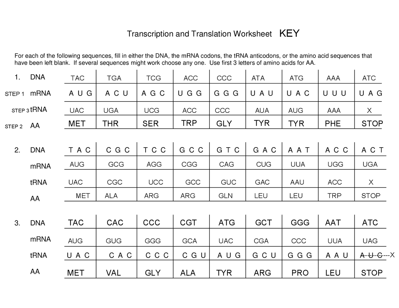 transcription and translation worksheet