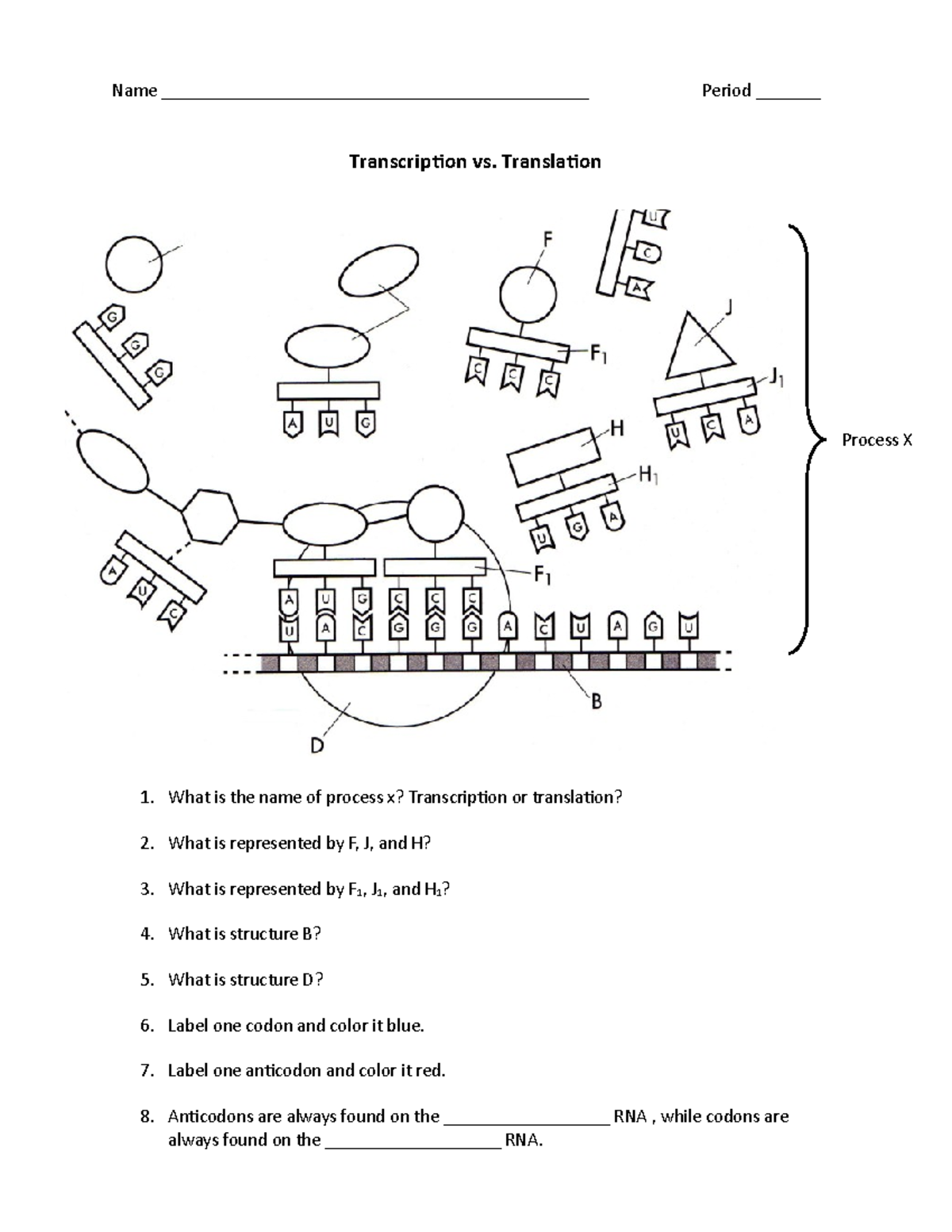Transcription Vs Translation Worksheet Name Period Transcription Vs Translation Process X 1 What Studocu