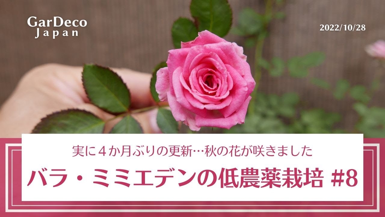 Trying Out Low pesticide Cultivation Of Roses 8 YouTube Trying Out Low pesticide Cultivation Of Roses 8 YouTube