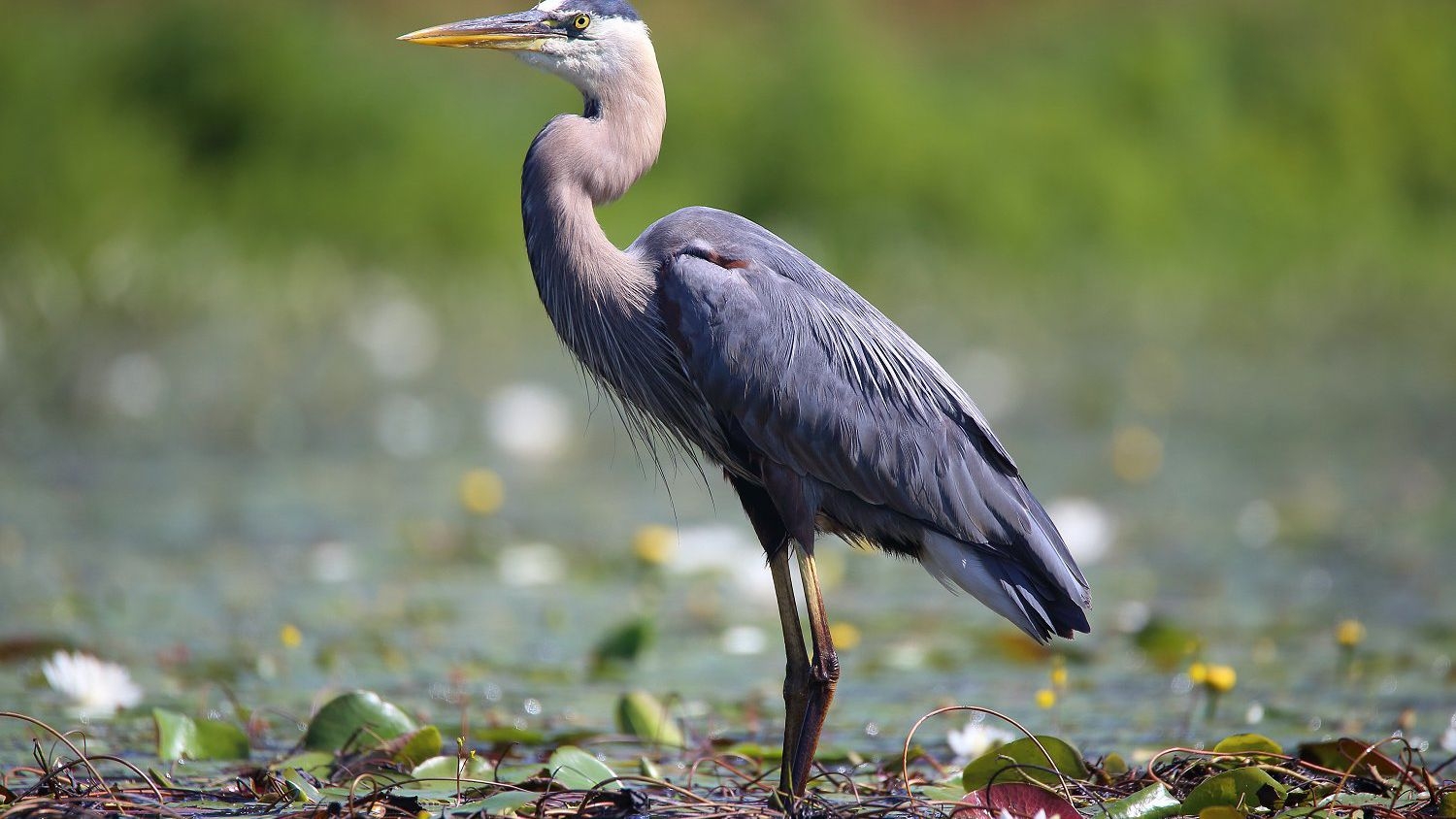 Web Footed Bird Crossword Clue Web Footed Bird Crossword Clue