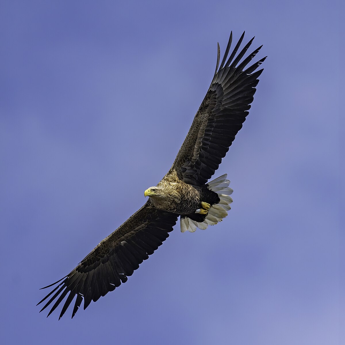 White tailed Eagle Wikipedia White tailed Eagle Wikipedia