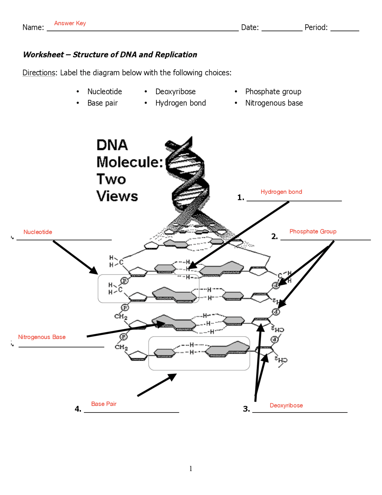 dna replication worksheet answer key dna replication worksheet answer key